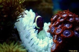 Coral protection