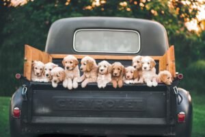 Travel tips for making safe trips with dogs and cats