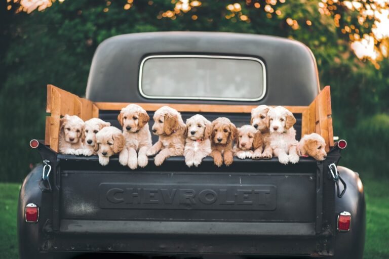 Travel tips for making safe trips with dogs and cats