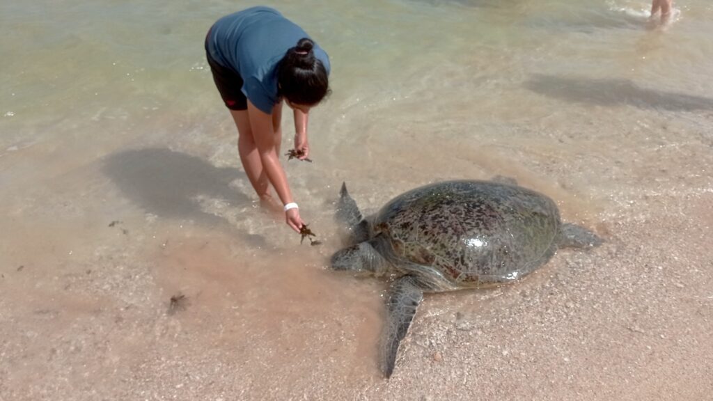 The best place to see turtles in Sri Lanka